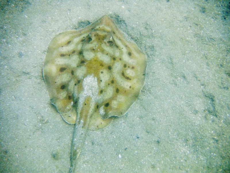 spotted round ray, Cortez round stingray (Urobatis maculatus); DISPLAY FULL IMAGE.