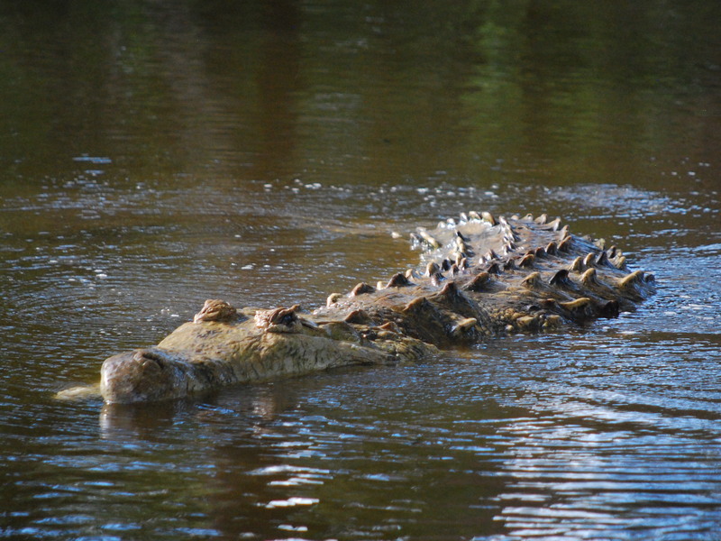 Orinoco crocodile (Crocodylus intermedius); DISPLAY FULL IMAGE.