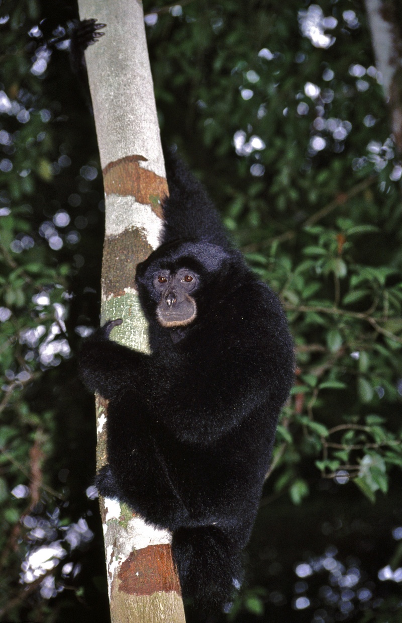 siamang (Symphalangus syndactylus); DISPLAY FULL IMAGE.