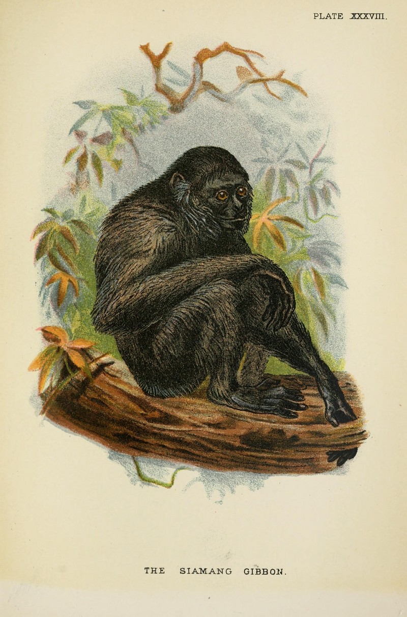 siamang (Symphalangus syndactylus); DISPLAY FULL IMAGE.