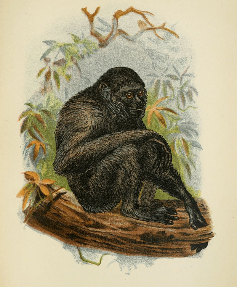 siamang (Symphalangus syndactylus); DISPLAY FULL IMAGE.