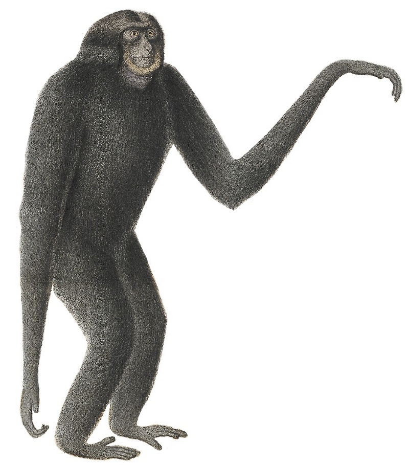 siamang (Symphalangus syndactylus); DISPLAY FULL IMAGE.