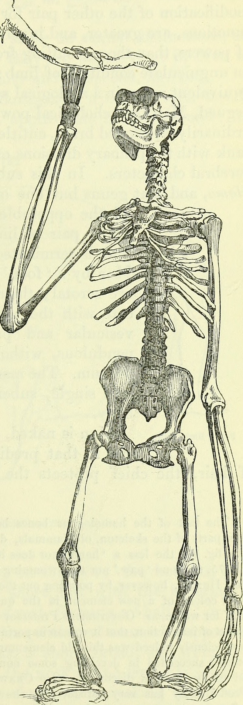 siamang (Symphalangus syndactylus); DISPLAY FULL IMAGE.