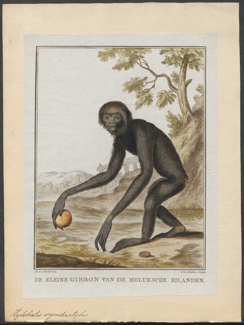 siamang (Symphalangus syndactylus); DISPLAY FULL IMAGE.