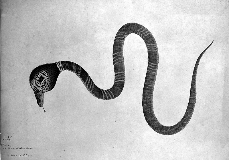 monocled cobra (Naja kaouthia); DISPLAY FULL IMAGE.