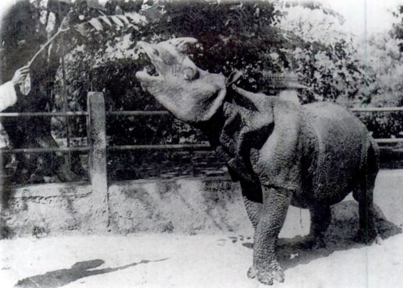 Javan rhinoceros (Rhinoceros sondaicus); DISPLAY FULL IMAGE.