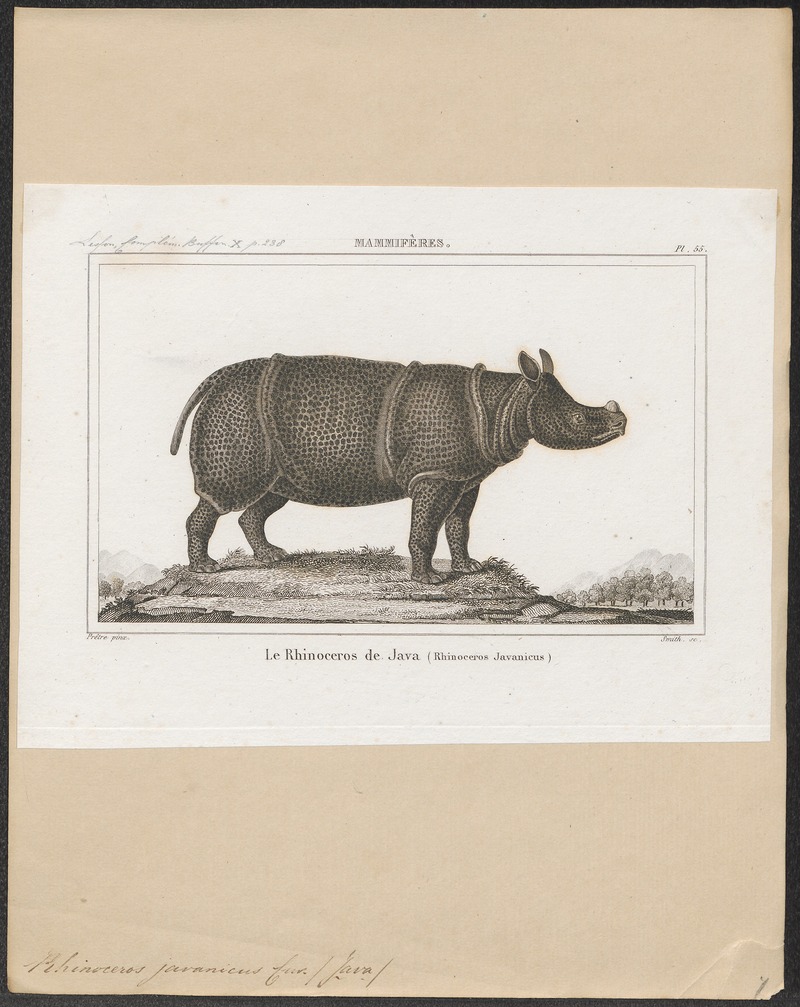 Javan rhinoceros (Rhinoceros sondaicus); DISPLAY FULL IMAGE.
