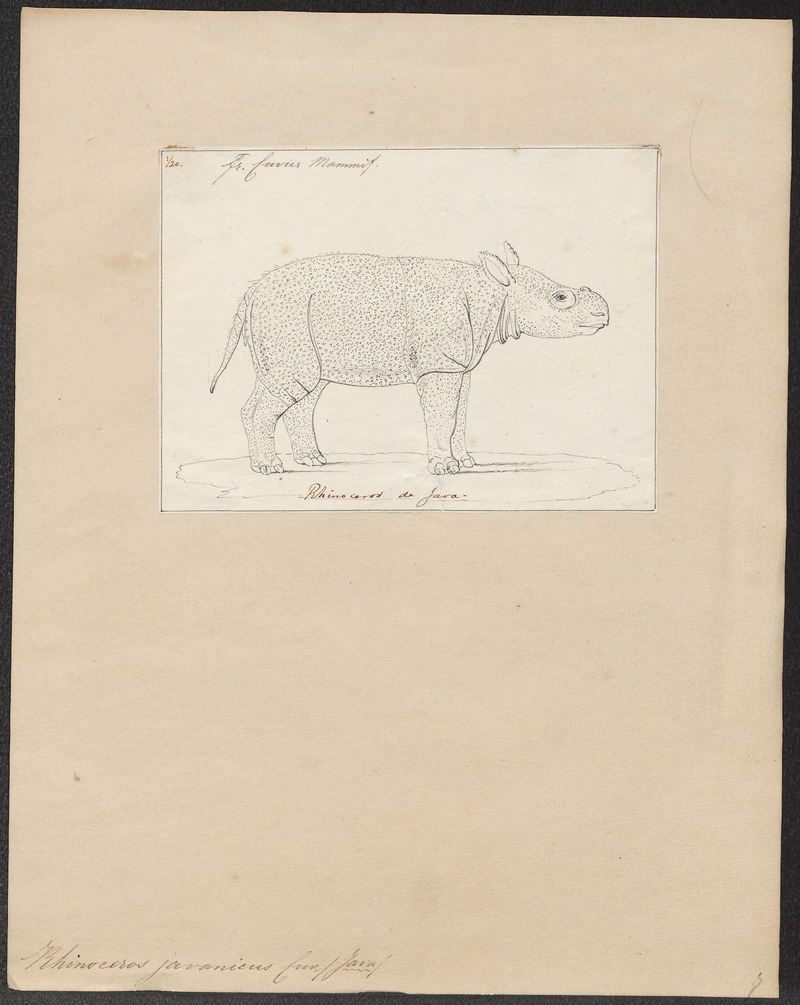 Javan rhinoceros (Rhinoceros sondaicus); DISPLAY FULL IMAGE.