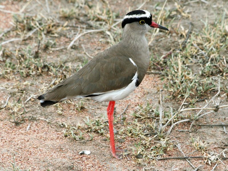 crowned lapwing, crowned plover (Vanellus coronatus); DISPLAY FULL IMAGE.