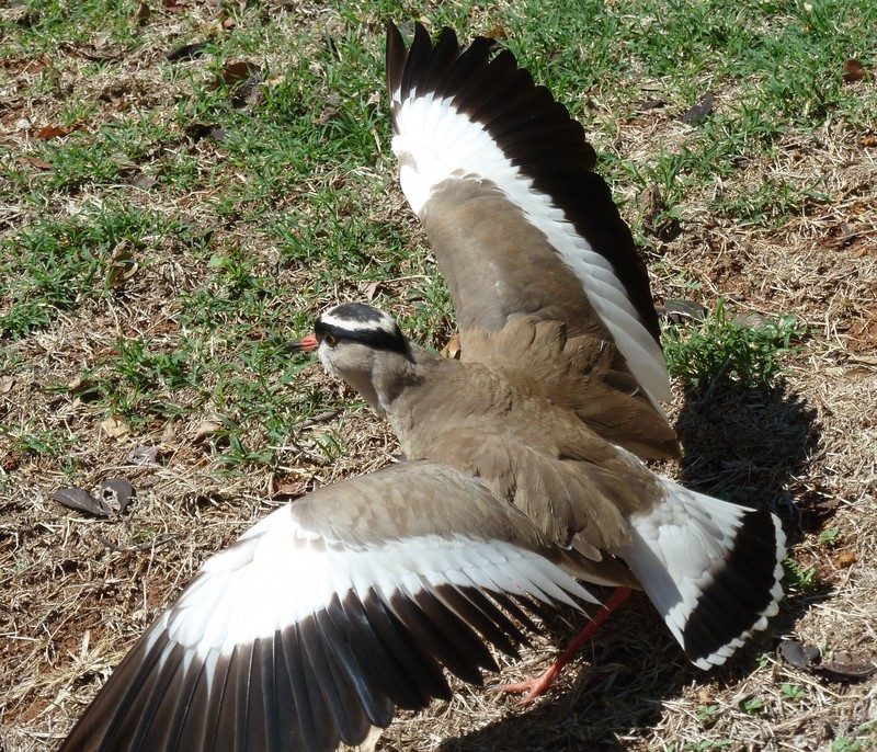 crowned lapwing, crowned plover (Vanellus coronatus); DISPLAY FULL IMAGE.