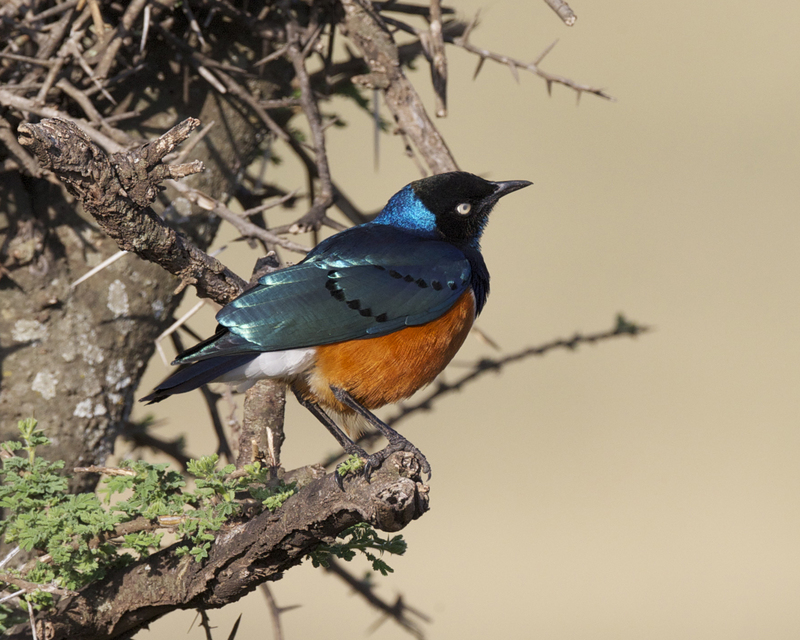 superb starling (Lamprotornis superbus); DISPLAY FULL IMAGE.