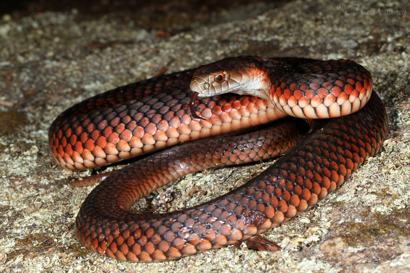 lowland copperhead (Austrelaps superbus); DISPLAY FULL IMAGE.