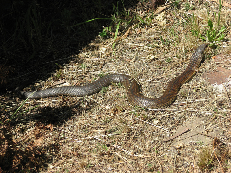 lowland copperhead (Austrelaps superbus); DISPLAY FULL IMAGE.