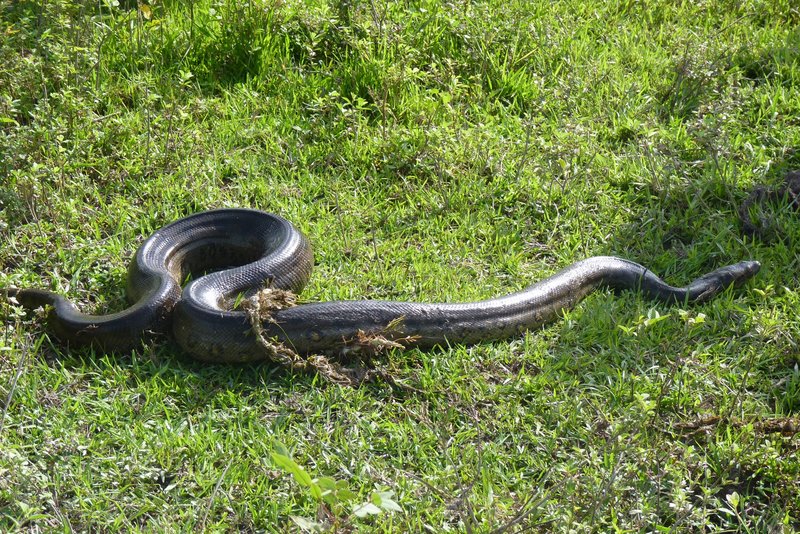 green anaconda (Eunectes murinus); DISPLAY FULL IMAGE.