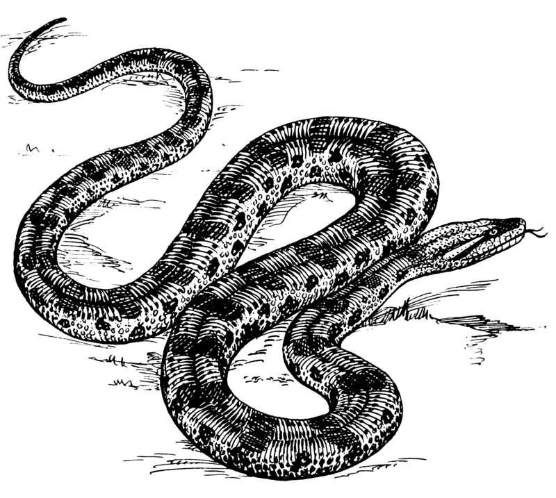 green anaconda (Eunectes murinus); DISPLAY FULL IMAGE.
