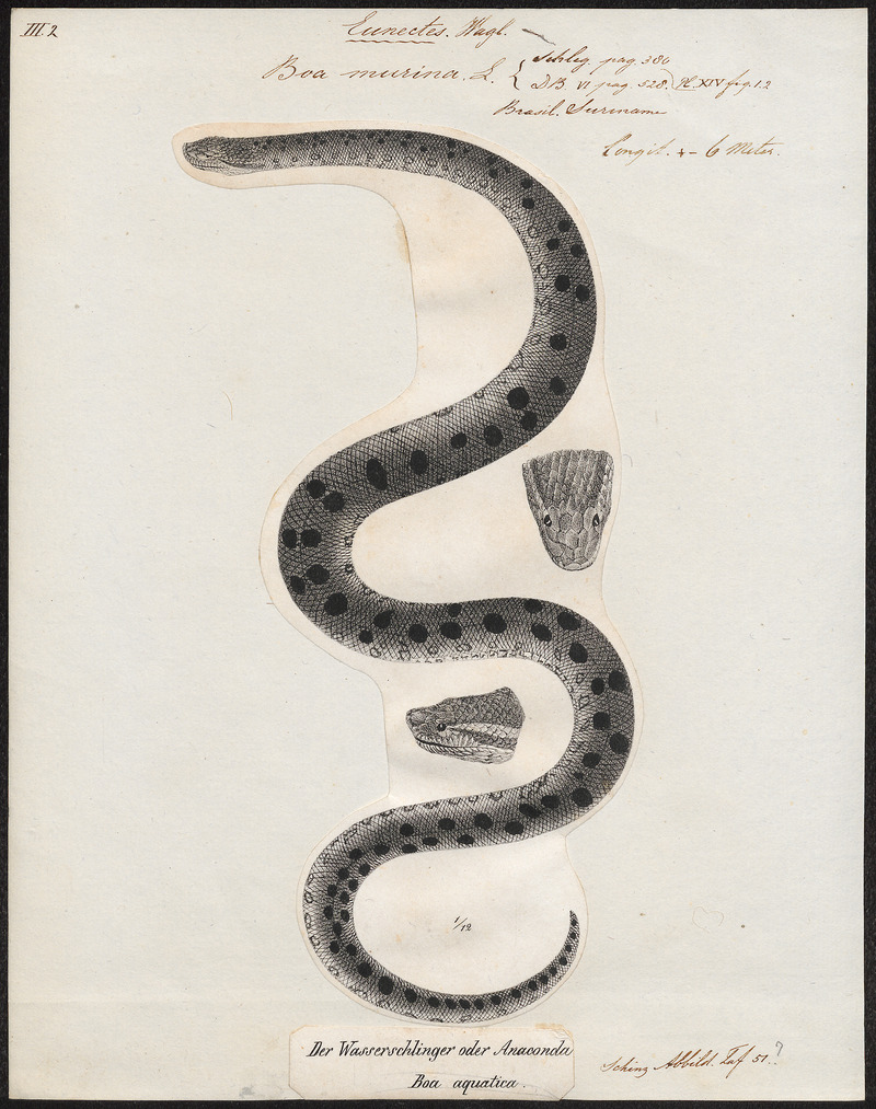 green anaconda (Eunectes murinus); DISPLAY FULL IMAGE.
