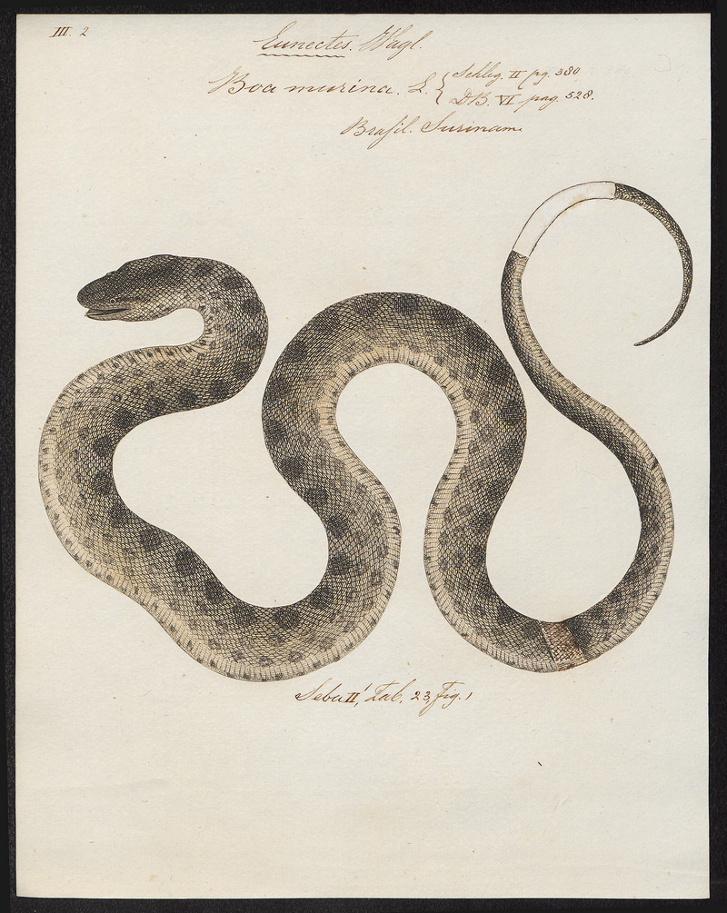 green anaconda (Eunectes murinus); DISPLAY FULL IMAGE.