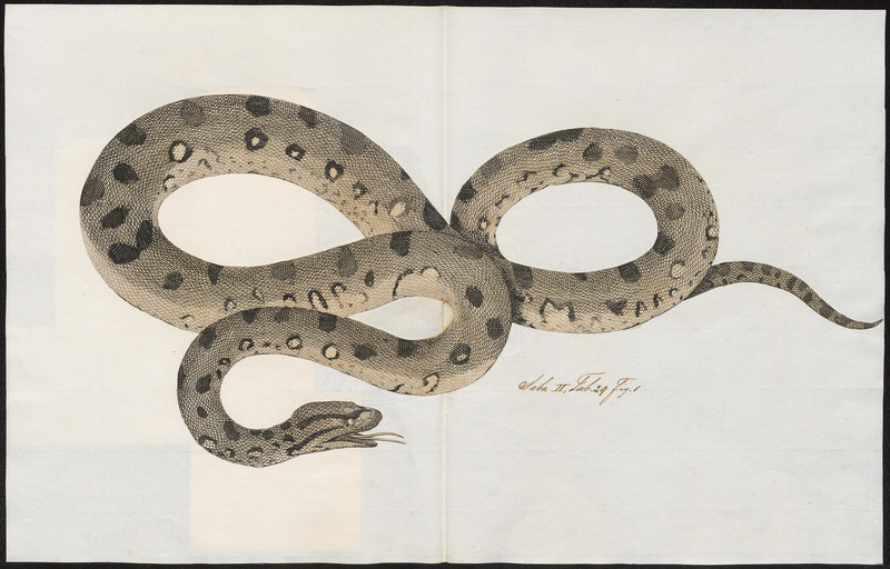 green anaconda (Eunectes murinus); DISPLAY FULL IMAGE.
