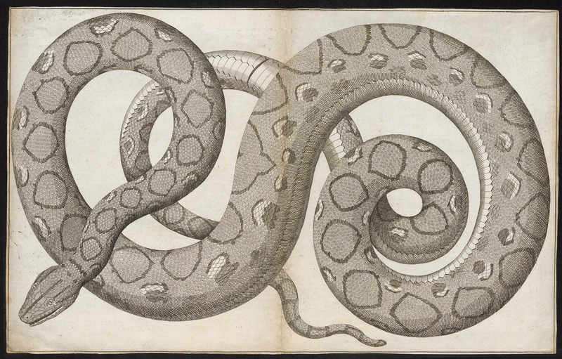 green anaconda (Eunectes murinus); DISPLAY FULL IMAGE.