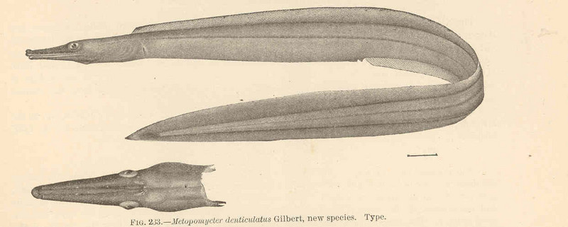 duck-billed eel (Nettastoma parviceps); DISPLAY FULL IMAGE.