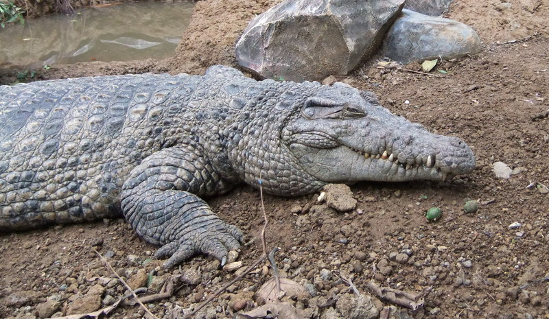 New Guinea crocodile (Crocodylus novaeguineae); DISPLAY FULL IMAGE.