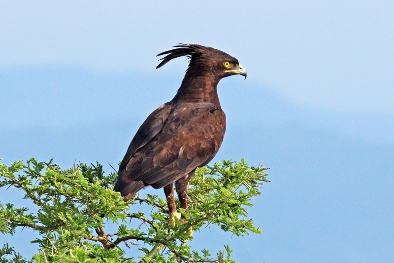 long-crested eagle (Lophaetus occipitalis); DISPLAY FULL IMAGE.