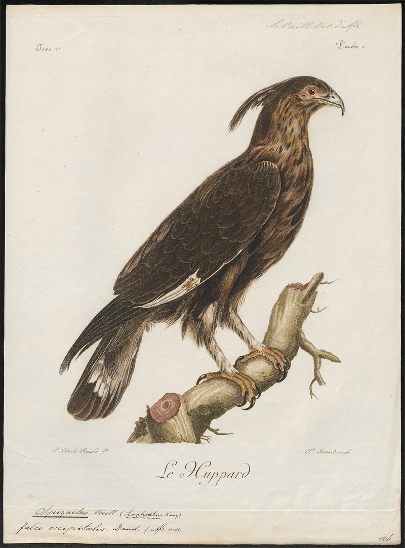 long-crested eagle (Lophaetus occipitalis); DISPLAY FULL IMAGE.