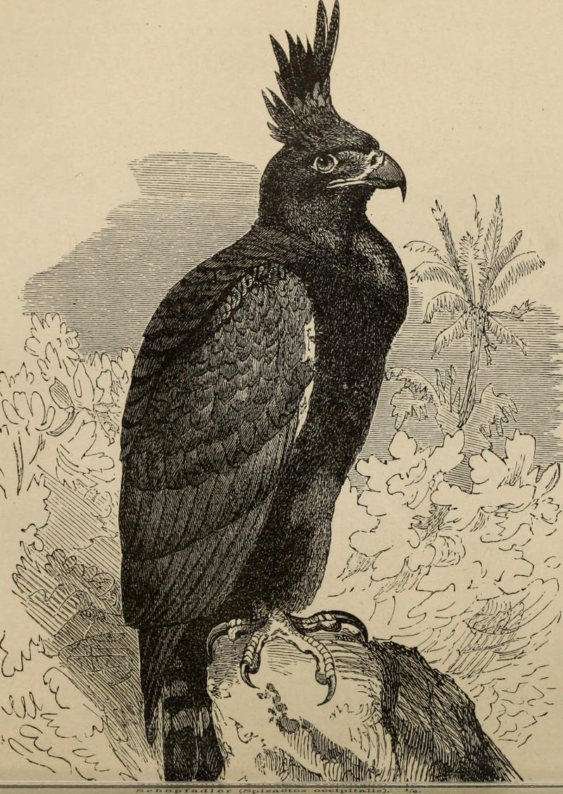 long-crested eagle (Lophaetus occipitalis); DISPLAY FULL IMAGE.