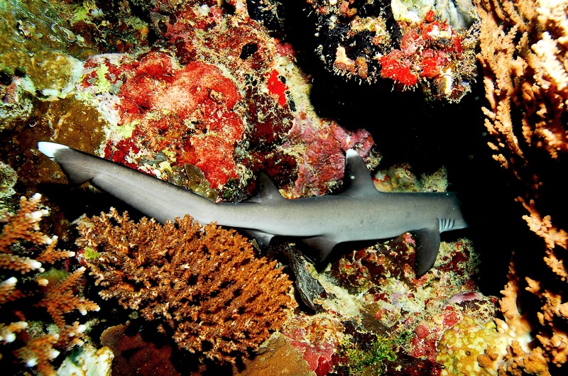 whitetip reef shark (Triaenodon obesus); DISPLAY FULL IMAGE.