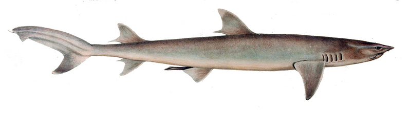 whitetip reef shark (Triaenodon obesus); DISPLAY FULL IMAGE.
