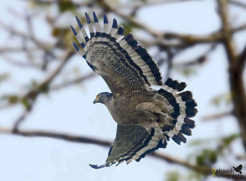crested serpent eagle (Spilornis cheela); DISPLAY FULL IMAGE.
