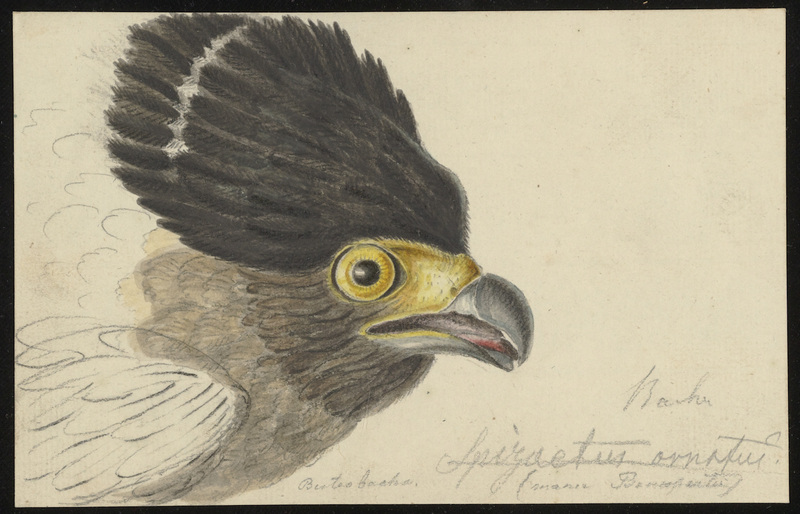 crested serpent eagle (Spilornis cheela); DISPLAY FULL IMAGE.