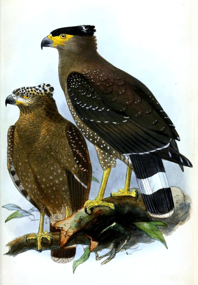 crested serpent eagle (Spilornis cheela); DISPLAY FULL IMAGE.