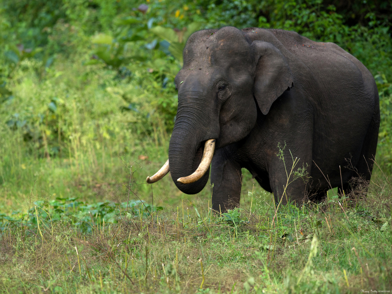 Asian elephant, Asiatic elephant (Elephas maximus); DISPLAY FULL IMAGE.