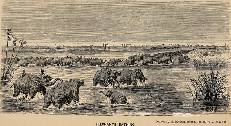 Asian elephant, Asiatic elephant (Elephas maximus); DISPLAY FULL IMAGE.