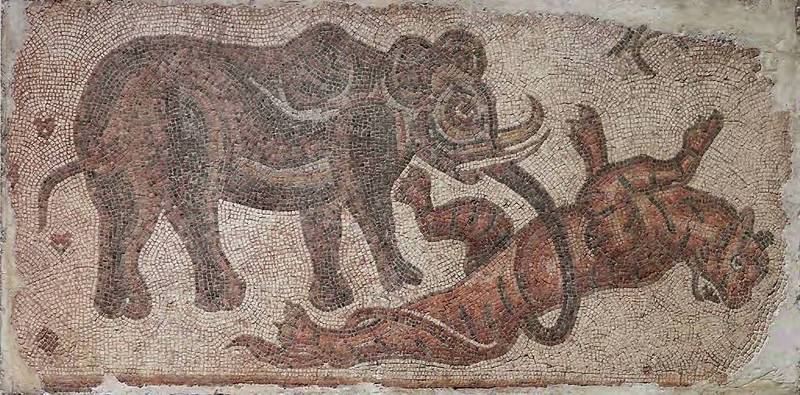 Asian elephant, Asiatic elephant (Elephas maximus); DISPLAY FULL IMAGE.
