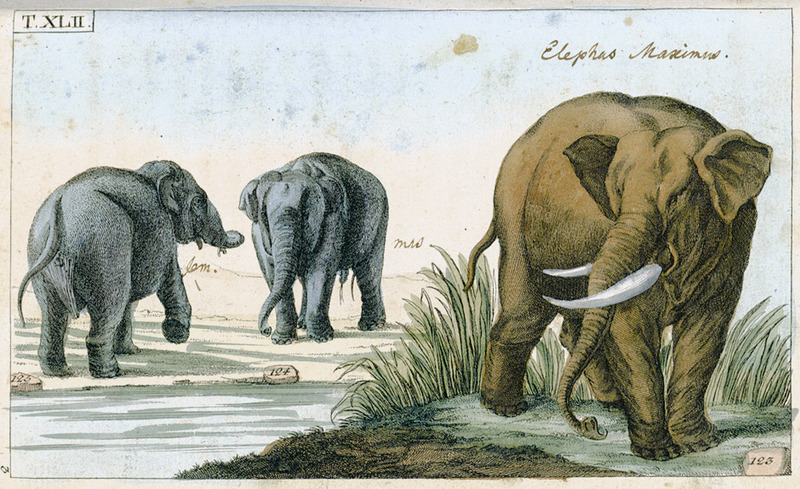 Asian elephant, Asiatic elephant (Elephas maximus); DISPLAY FULL IMAGE.