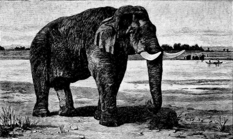 Indian elephant (Elephas maximus indicus); DISPLAY FULL IMAGE.