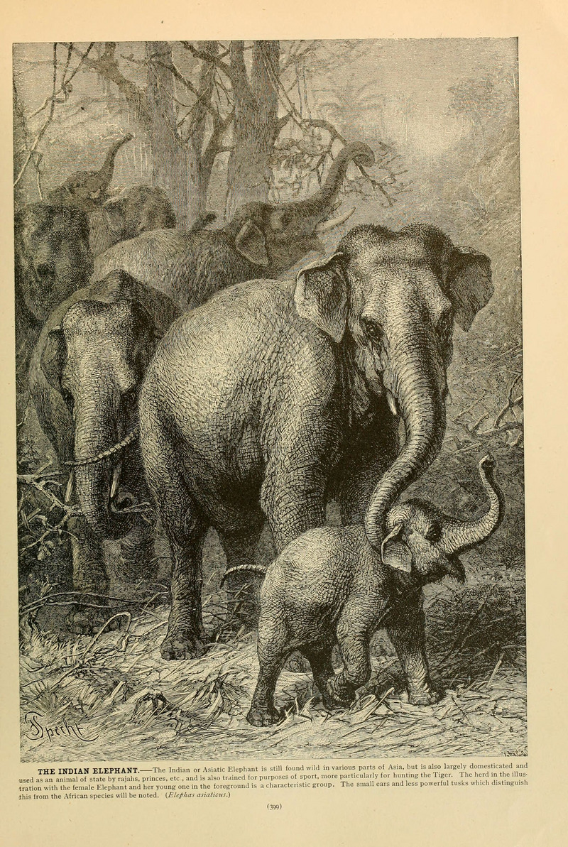 Indian elephant (Elephas maximus indicus); DISPLAY FULL IMAGE.