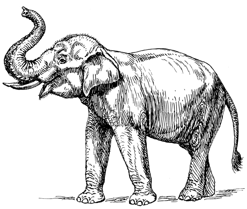 Indian elephant (Elephas maximus indicus); DISPLAY FULL IMAGE.