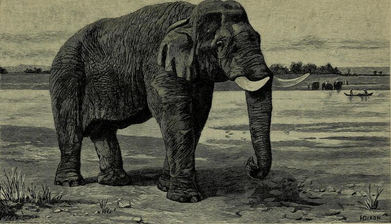 Asian elephant, Asiatic elephant (Elephas maximus); DISPLAY FULL IMAGE.
