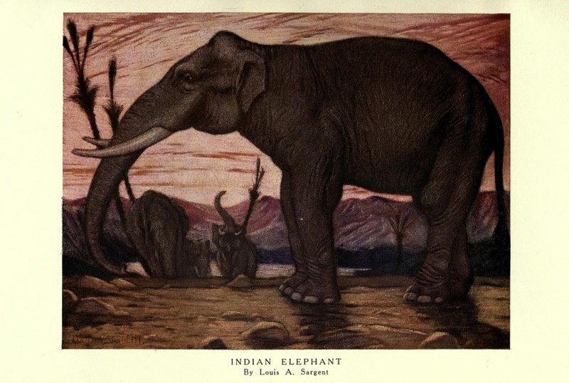 Indian elephant (Elephas maximus indicus); DISPLAY FULL IMAGE.