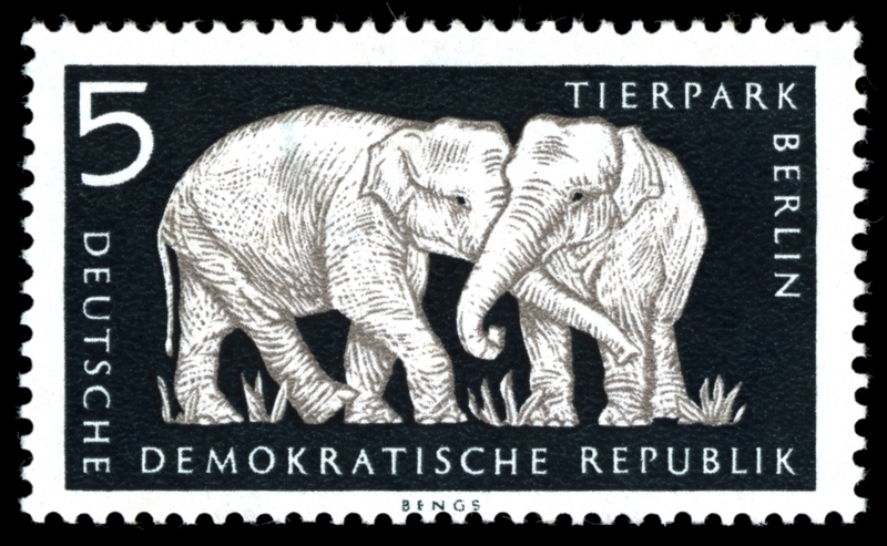 Asian elephant, Asiatic elephant (Elephas maximus); DISPLAY FULL IMAGE.