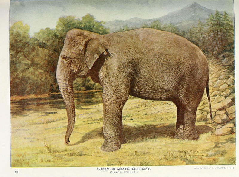 Asian elephant, Asiatic elephant (Elephas maximus); DISPLAY FULL IMAGE.