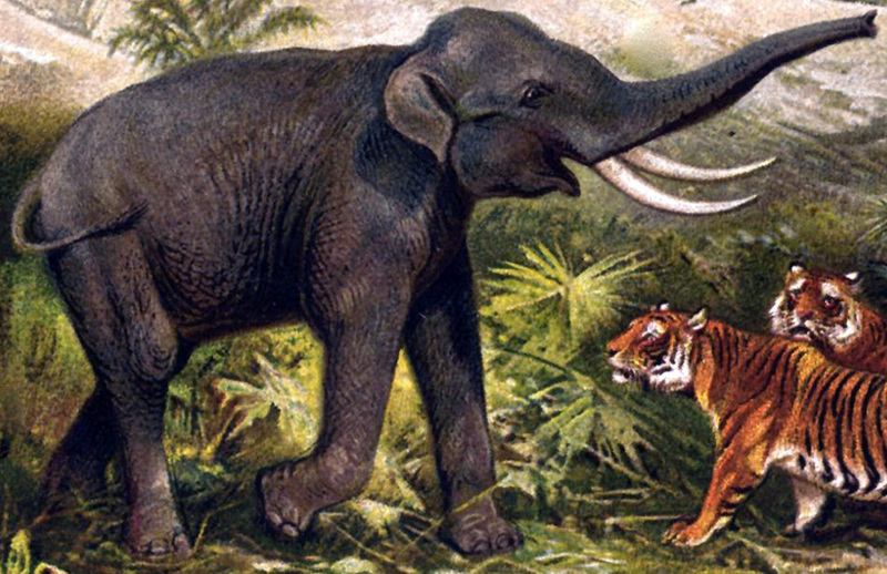 Indian elephant (Elephas maximus indicus) & Bengal Tigers, Bengal tiger (Panthera tigris tigris); DISPLAY FULL IMAGE.