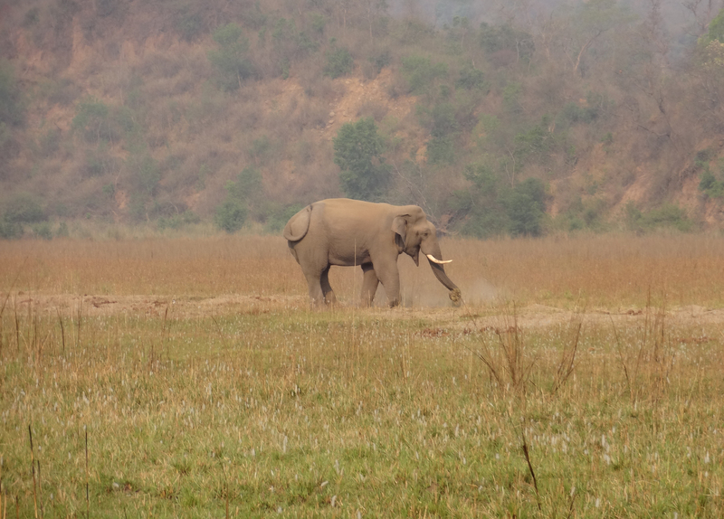 Indian elephant (Elephas maximus indicus); DISPLAY FULL IMAGE.