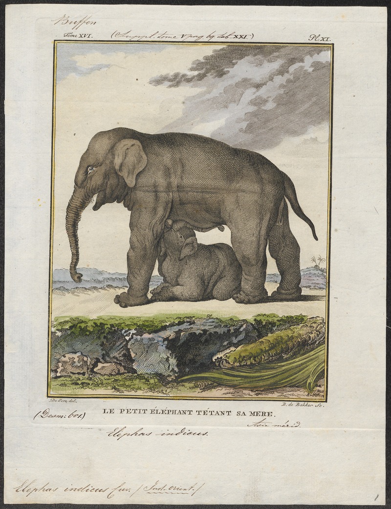 Indian elephant (Elephas maximus indicus); DISPLAY FULL IMAGE.