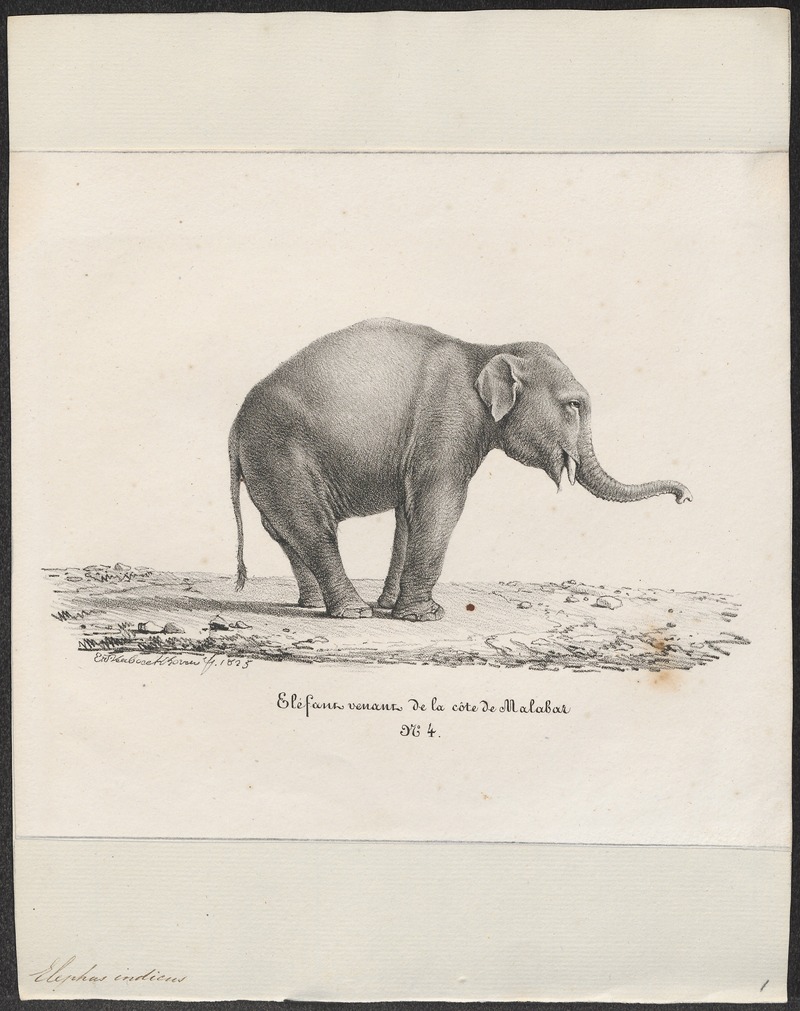 Indian elephant (Elephas maximus indicus); DISPLAY FULL IMAGE.