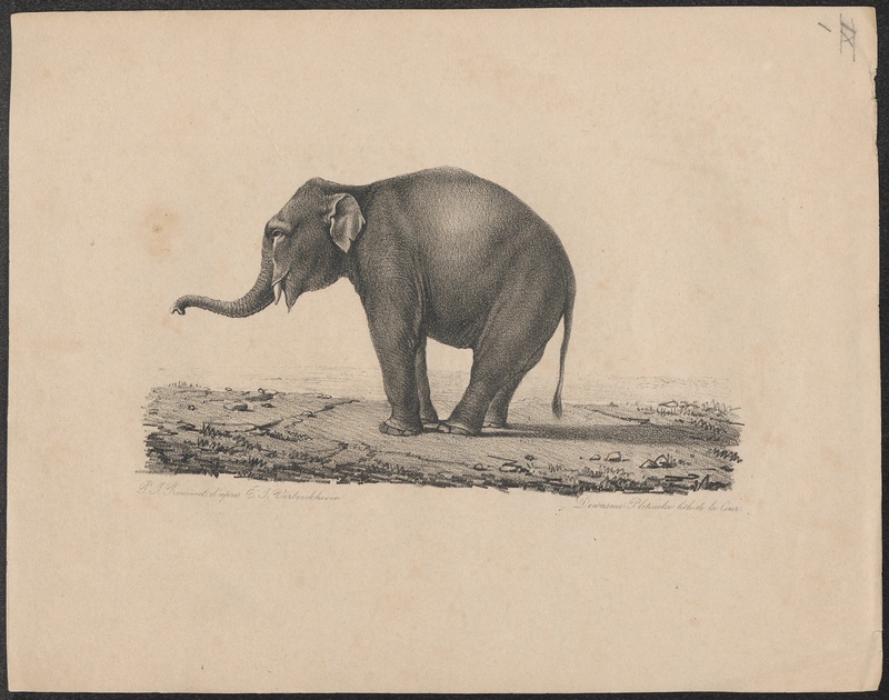 Indian elephant (Elephas maximus indicus); DISPLAY FULL IMAGE.