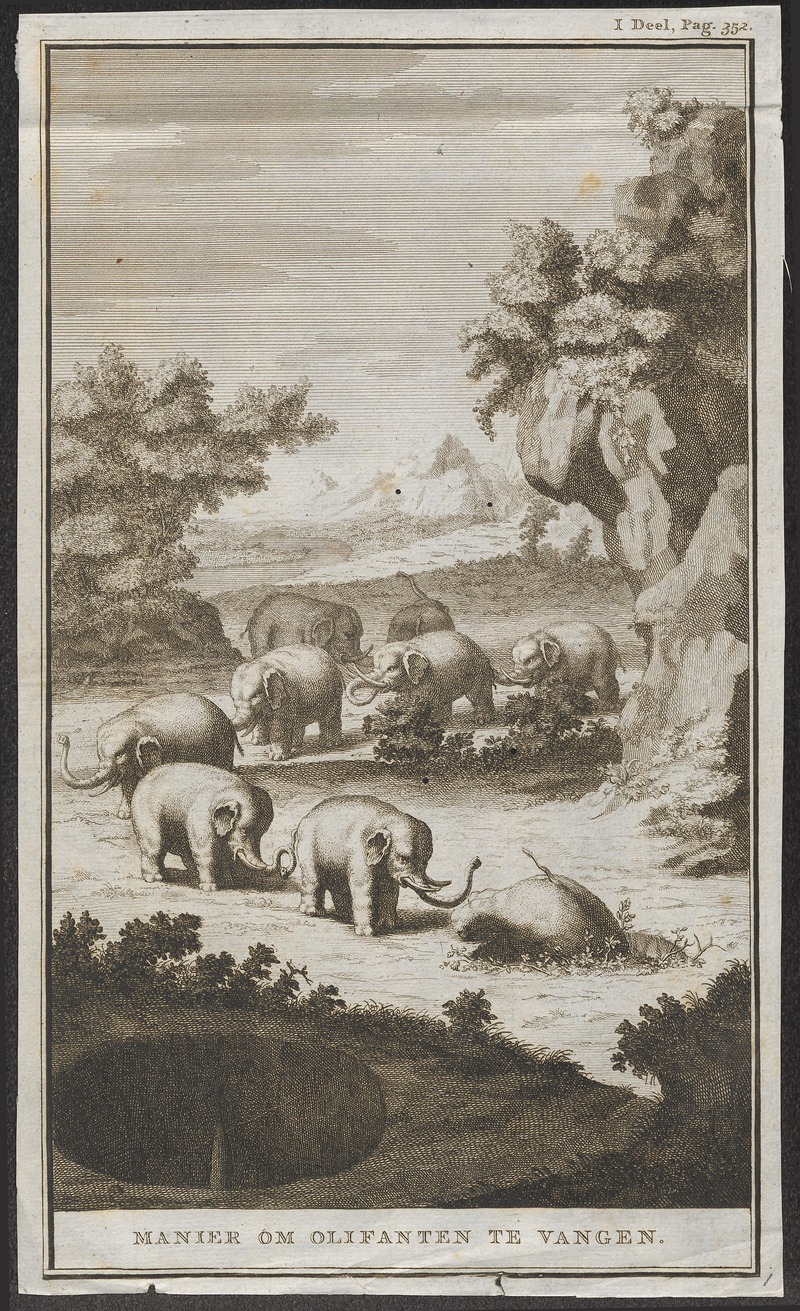 Indian elephant (Elephas maximus indicus); DISPLAY FULL IMAGE.